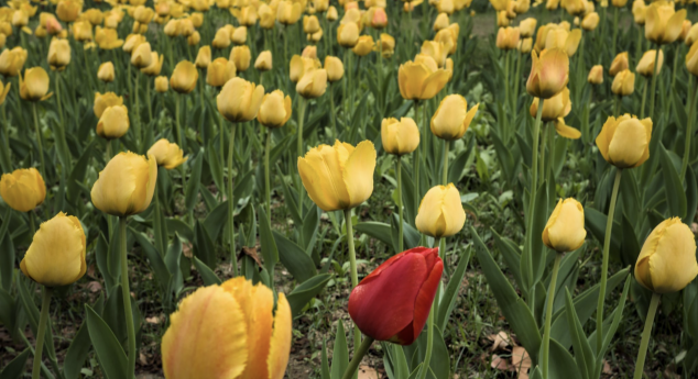 Den Inhalt wenden: illustriert durch ein Bild mit gelben Tulpen und einer roten Tulpe